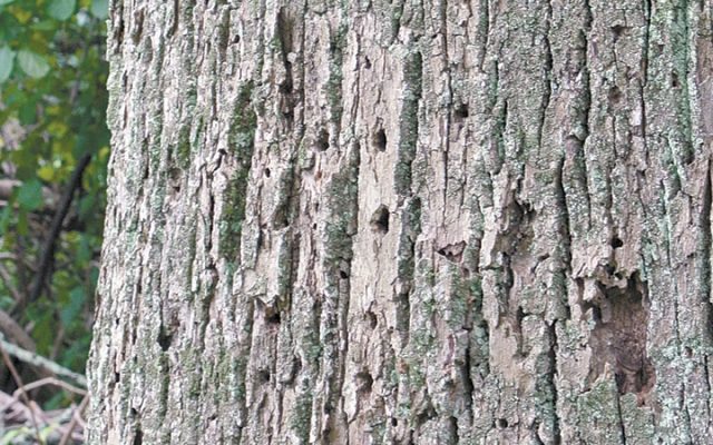 Emerald ash borer holes in bark