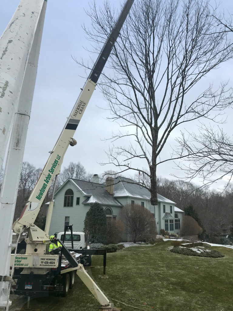 Tree removal with crane