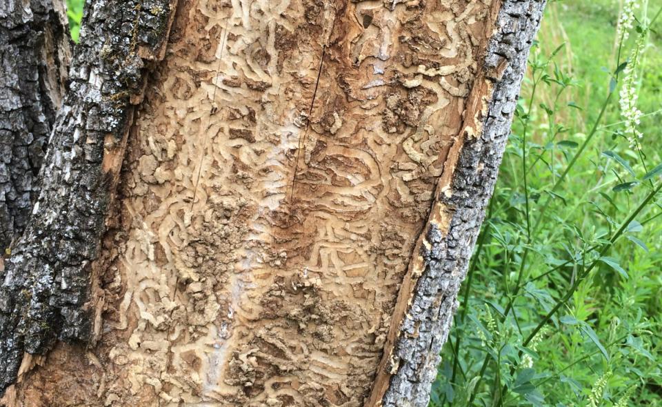 Emerald Ash Borer Damage