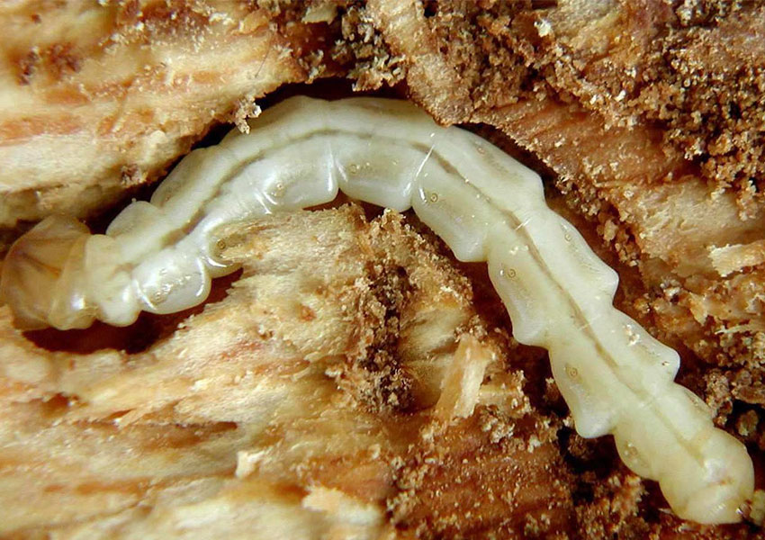 Emerald ash borer larva