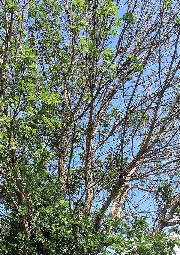 Ash tree dying from emerald ash borer infestation